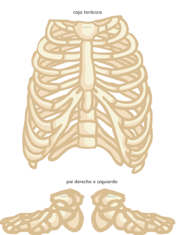 Ficha con los MÚSCULOS y HUESOS para imprimir - Imagen 3